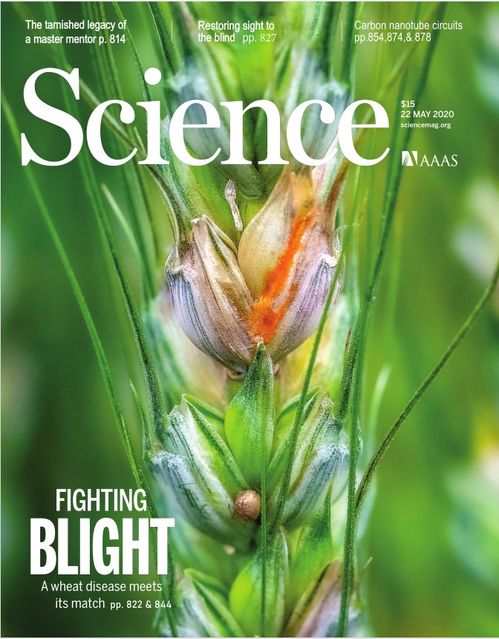 從攻克小麥赤霉病看加快現代種業發展，山東版“隆平高科”令人期待