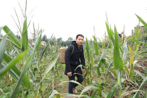 四川瀘州90后大學生返鄉創業，試種紫黑玉米喜獲豐收