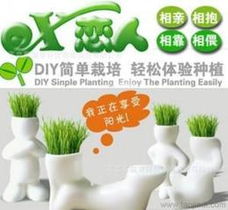 長(zhǎng)草娃娃植物供應(yīng)與批發(fā)指南 價(jià)格、采購(gòu)渠道及谷類作物應(yīng)用