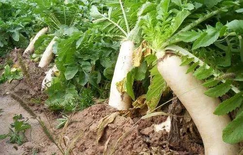 輪作中的秘密 讓土地優(yōu)質(zhì)高產(chǎn)谷類作物的關(guān)鍵