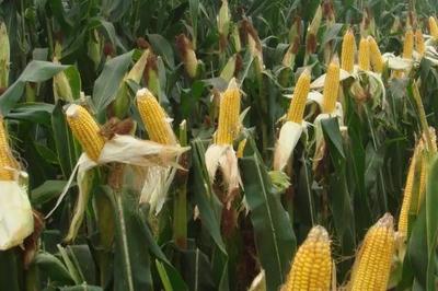 糧食農(nóng)作物的三大分類 谷類、豆類與薯類